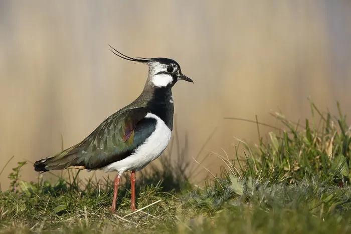 Gerahmter Druck : Kievit; Lapwing; Gerahmter Druck : Kievit; Lapwing;