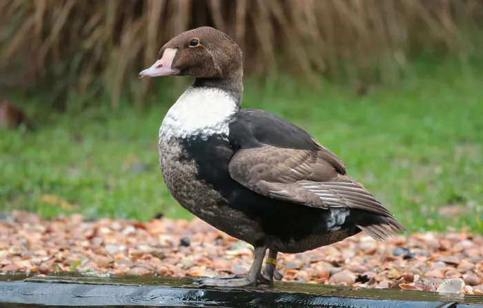 Gerahmter Druck : Königseider, Somateria spectabilis