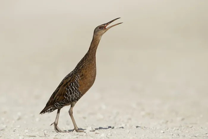 Gerahmter Druck : Königsralle, Rallus elegans Gerahmter Druck : Königsralle, Rallus elegans