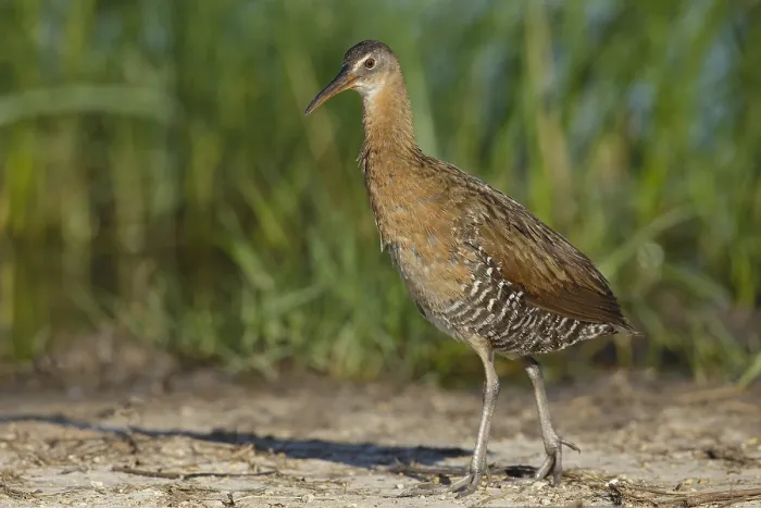 Gerahmter Druck : Königsralle, Rallus elegans Gerahmter Druck : Königsralle, Rallus elegans