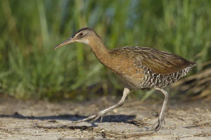 Gerahmter Druck : Königsralle, Rallus elegans Gerahmter Druck : Königsralle, Rallus elegans
