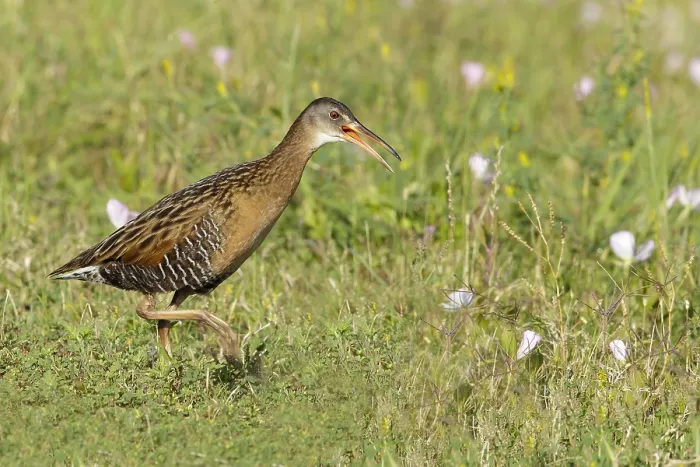 Gerahmter Druck : Königsralle, Rallus elegans Gerahmter Druck : Königsralle, Rallus elegans