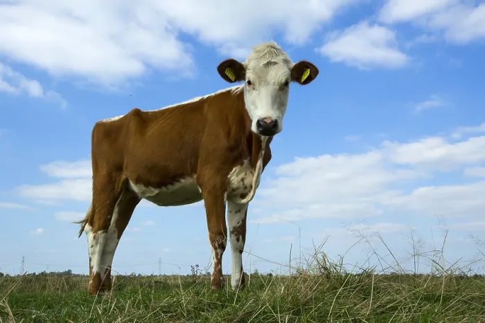 Gerahmter Druck : Koe, Kuh. Weiland traf Kühe, Meadow mit Kühen Gerahmter Druck : Koe, Kuh. Weiland traf Kühe, Meadow mit Kühen