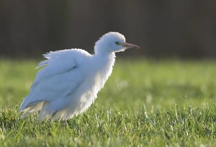 Gerahmter Druck : Koereiger, Kuhreiher, Bubulcus ibis Gerahmter Druck : Koereiger, Kuhreiher, Bubulcus ibis