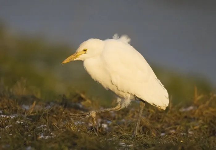 Gerahmter Druck : Koereiger, Kuhreiher, Bubulcus ibis Gerahmter Druck : Koereiger, Kuhreiher, Bubulcus ibis
