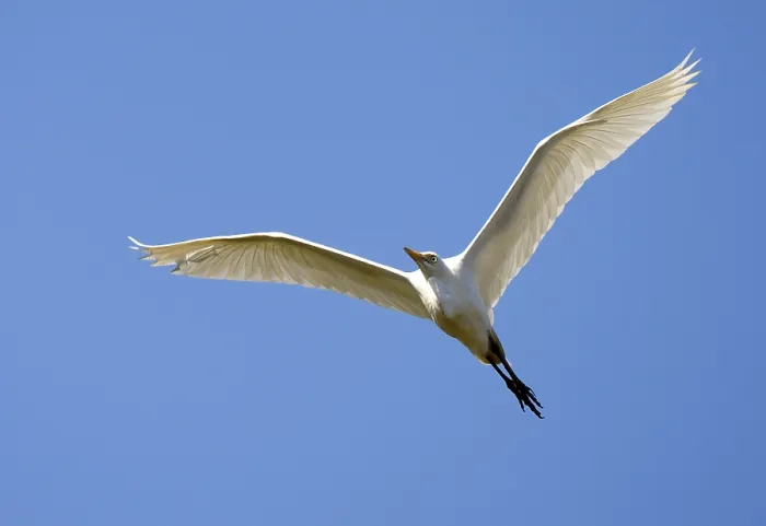 Gerahmter Druck : Koereiger, Weißstorchschnabel, Bubulcus ibis Gerahmter Druck : Koereiger, Weißstorchschnabel, Bubulcus ibis
