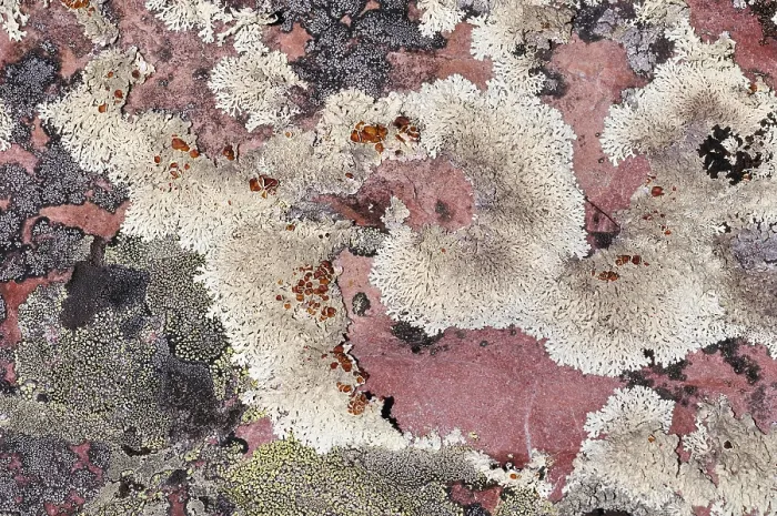 Gerahmter Druck : Korstmos, Lichen Gerahmter Druck : Korstmos, Lichen