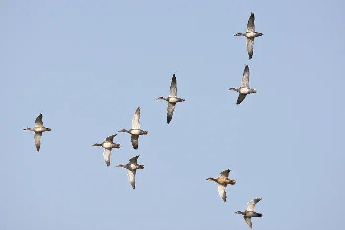 Gerahmter Druck : Krähenschwan; Graugänse; Mareca strepera Gerahmter Druck : Krähenschwan; Graugänse; Mareca strepera