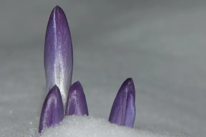 Gerahmter Druck : Krokus, Crocus Gerahmter Druck : Krokus, Crocus