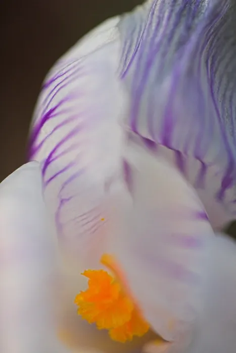 Gerahmter Druck : Krokus, Crocus, Krokus Gerahmter Druck : Krokus, Crocus, Krokus