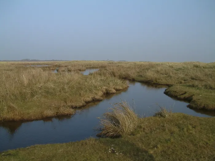 Gerahmter Druck : Kwelder auf Schiermonnikoog Gerahmter Druck : Kwelder auf Schiermonnikoog