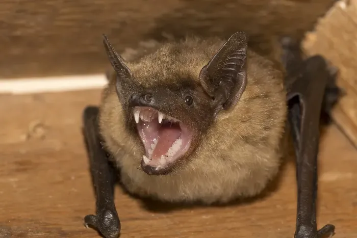 Gerahmter Druck : Laufvogel, Serotine, Eptesicus serotinus Gerahmter Druck : Laufvogel, Serotine, Eptesicus serotinus
