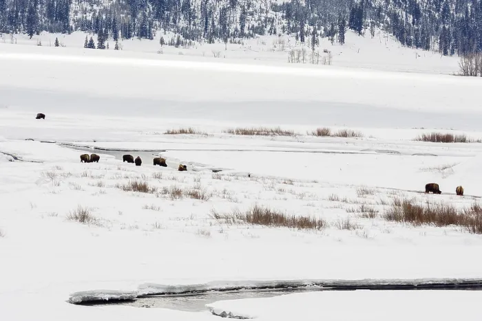 Gerahmter Druck : Lamar-Tal Yellowstone Nat. Park Gerahmter Druck : Lamar-Tal Yellowstone Nat. Park