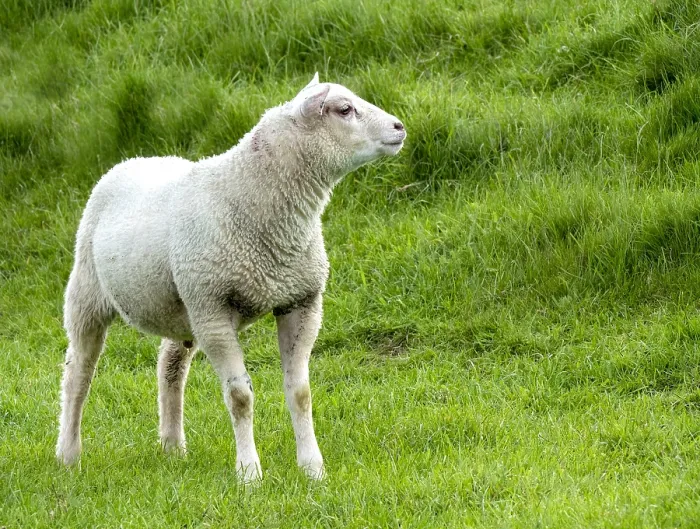 Gerahmter Druck : Lamb. Lamm thront auf einem Deich Gerahmter Druck : Lamb. Lamm thront auf einem Deich