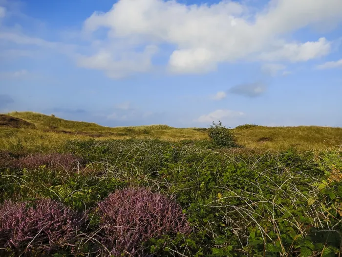 Gerahmter Druck : Landschaft auf Texel