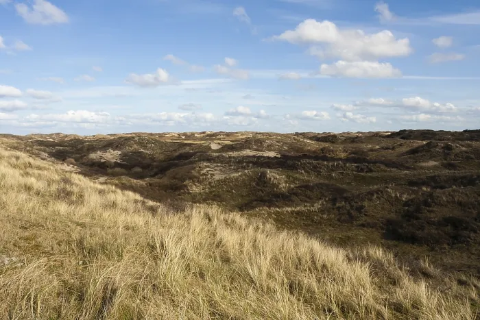 Gerahmter Druck : Landschaft auf Texel Gerahmter Druck : Landschaft auf Texel