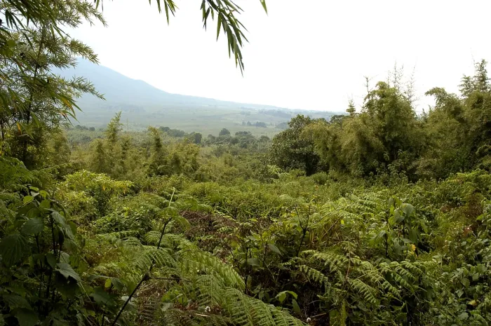 Gerahmter Druck : Landschaft Virunga NP, Ruanda Gerahmter Druck : Landschaft Virunga NP, Ruanda