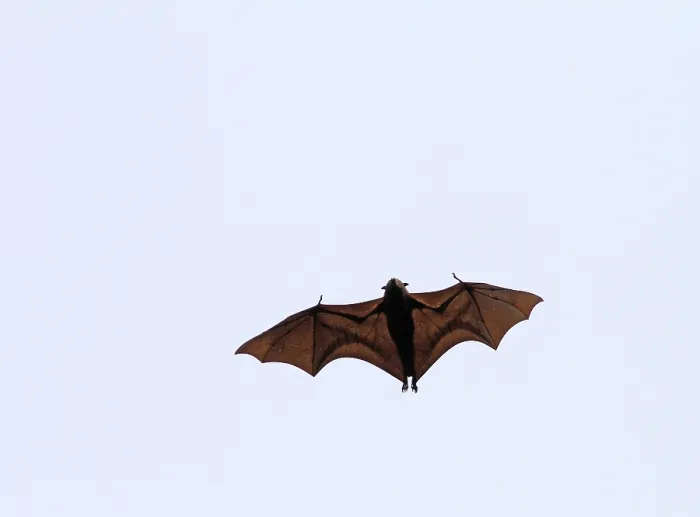 Gerahmter Druck : Großer Flughund, Pteropus vampyrus Gerahmter Druck : Großer Flughund, Pteropus vampyrus