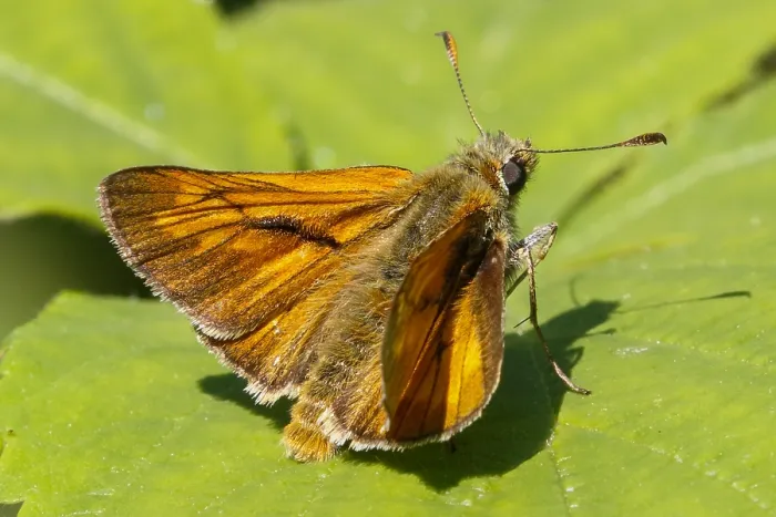 Gerahmter Druck : Großer Schachter, Ochlodes sylvanus Gerahmter Druck : Großer Schachter, Ochlodes sylvanus