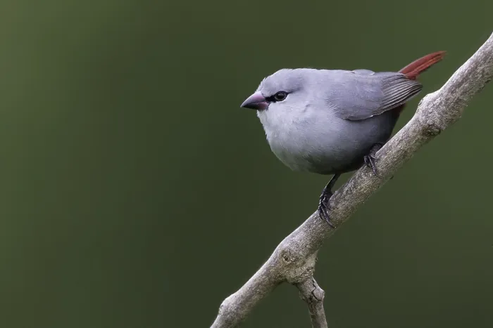 Gerahmter Druck : Lavendelastrild, Lavender Waxbill, Estrilda caerulescens Gerahmter Druck : Lavendelastrild, Lavender Waxbill, Estrilda caerulescens