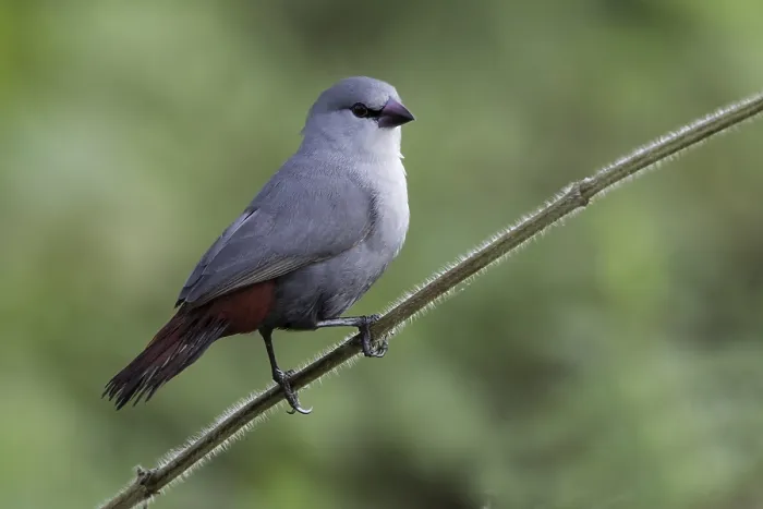 Gerahmter Druck : Lavendelastrild, Lavender Waxbill, Estrilda caerulescens Gerahmter Druck : Lavendelastrild, Lavender Waxbill, Estrilda caerulescens