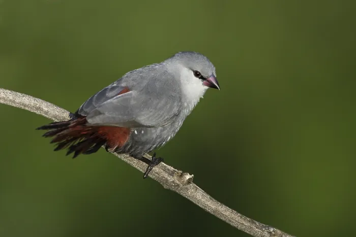Gerahmter Druck : Lavendelastrild, Lavender Waxbill, Estrilda caerulescens Gerahmter Druck : Lavendelastrild, Lavender Waxbill, Estrilda caerulescens