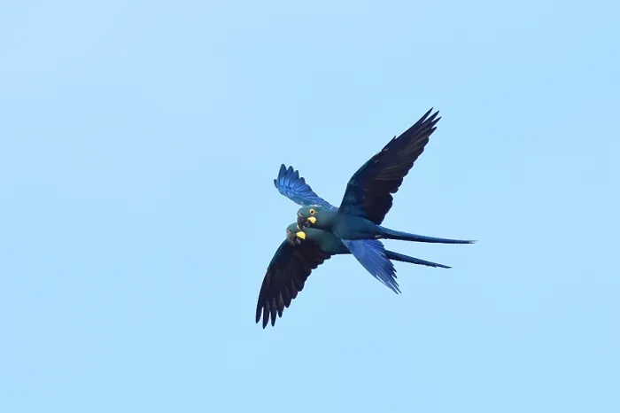Gerahmter Druck : Lears Makaw, Anodorhynchus leari Gerahmter Druck : Lears Makaw, Anodorhynchus leari