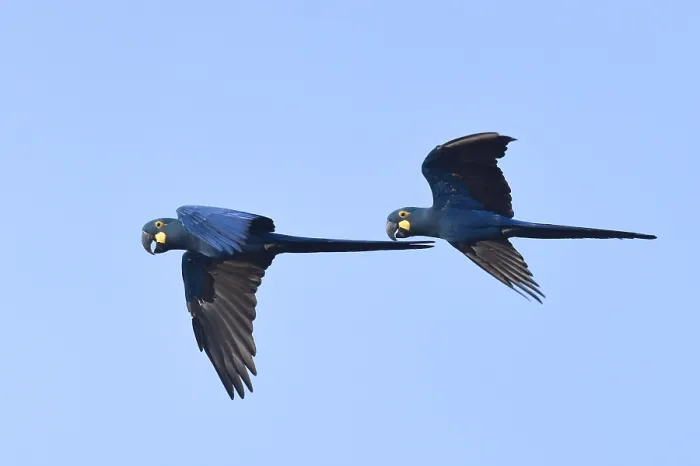 Gerahmter Druck : Learsara, Anodorhynchus leari Gerahmter Druck : Learsara, Anodorhynchus leari