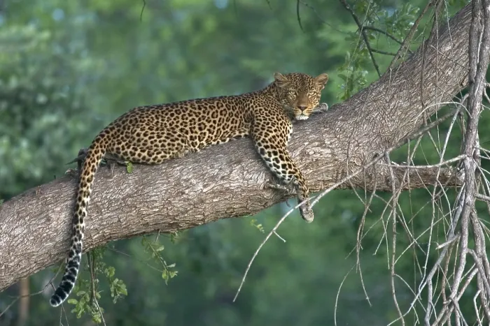 Gerahmter Druck : Leopard, Luipaard, Panthera pardus