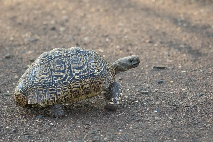 Gerahmter Druck : Afrikanische Leopard-Schildkröte, Stigmochelys pardalis Gerahmter Druck : Afrikanische Leopard-Schildkröte, Stigmochelys pardalis