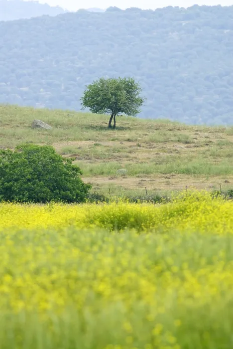 Gerahmter Druck : Lesbos. Feld mit Blumen auf Lesbos Griechenland Gerahmter Druck : Lesbos. Feld mit Blumen auf Lesbos Griechenland