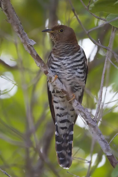 Gerahmter Druck : Der Gackelkuckuck (Cuculus poliocephalus) in Oman, Weibchen. Gerahmter Druck : Der Gackelkuckuck (Cuculus poliocephalus) in Oman, Weibchen.