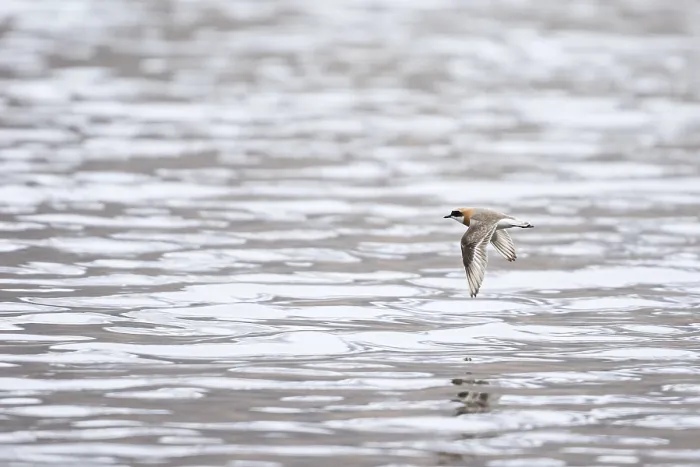 Gerahmter Druck : Kleiner Sandstrandläufer, Charadrius mongolus pamirensis Gerahmter Druck : Kleiner Sandstrandläufer, Charadrius mongolus pamirensis