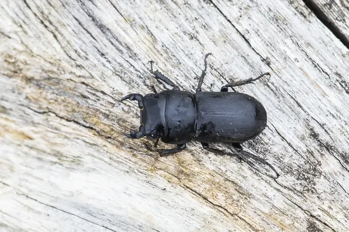 Gerahmter Druck : Kleiner Hirschkäfer, Dorcus parallelipipedus Gerahmter Druck : Kleiner Hirschkäfer, Dorcus parallelipipedus