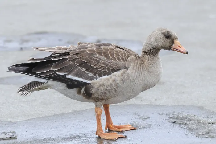 Gerahmter Druck : Weißbauchgans