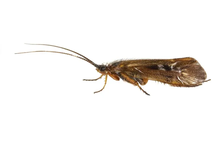 Gerahmter Druck : Limnephilus auricula Gerahmter Druck : Limnephilus auricula