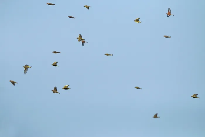 Gerahmter Druck : Sperlinge und Grünfink im Flug.