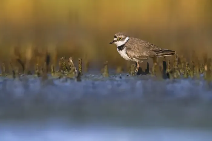 Gerahmter Druck : Wiesenpieper, Charadrius dubius Gerahmter Druck : Wiesenpieper, Charadrius dubius