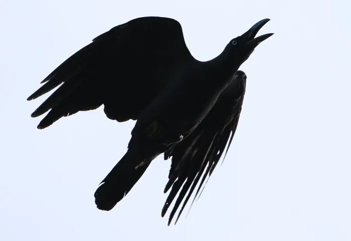 Gerahmter Druck : Korallenkrähen, Corvus validus Gerahmter Druck : Korallenkrähen, Corvus validus