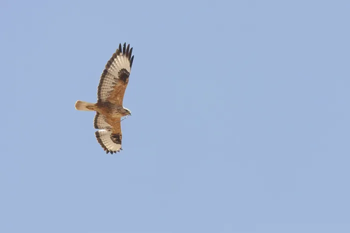 Gerahmter Druck : Langflügelschwalbenadler, Arendbuizerd, Buteo rufinus Adlerbussard Gerahmter Druck : Langflügelschwalbenadler, Arendbuizerd, Buteo rufinus Adlerbussard