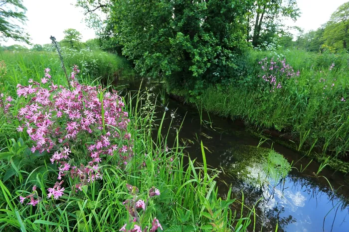 Gerahmter Druck : Loopje. Ein meandernder Lauf in der Drentsche Aa Gerahmter Druck : Loopje. Ein meandernder Lauf in der Drentsche Aa