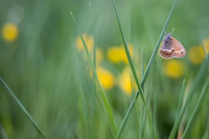 Gerahmter Druck : Großaufnahme eines Schmetterlings. Gerahmter Druck : Großaufnahme eines Schmetterlings.
