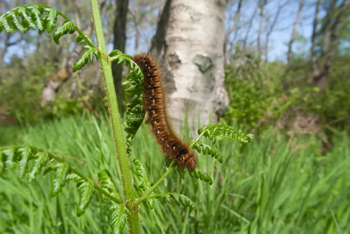 Gerahmter Druck : Makrobild eines Schmetterlings.