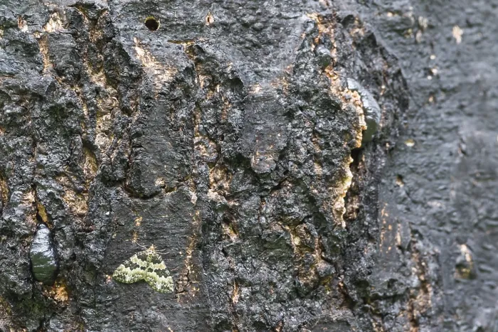 Gerahmter Druck : Makrobild eines Insekts.