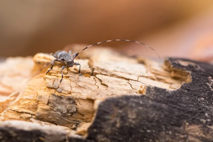 Gerahmter Druck : Makrobild eines Insekts. Gerahmter Druck : Makrobild eines Insekts.