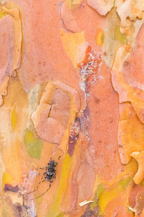 Gerahmter Druck : Makrobild eines Insekts.