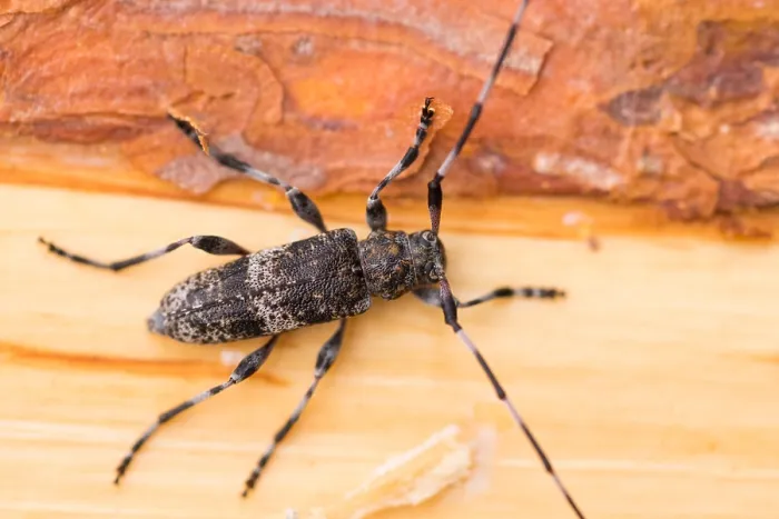 Gerahmter Druck : Makrobild eines Insekts. Gerahmter Druck : Makrobild eines Insekts.