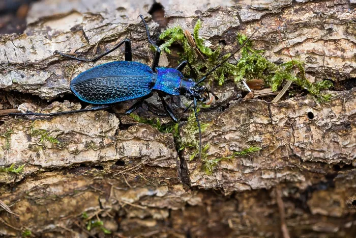 Gerahmter Druck : Makrobild eines Insekts in Deutschland. Gerahmter Druck : Makrobild eines Insekts in Deutschland.