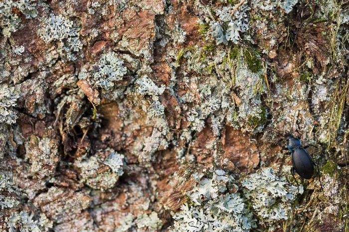 Gerahmter Druck : Ein Makrobild eines Insekts in Deutschland. Gerahmter Druck : Ein Makrobild eines Insekts in Deutschland.