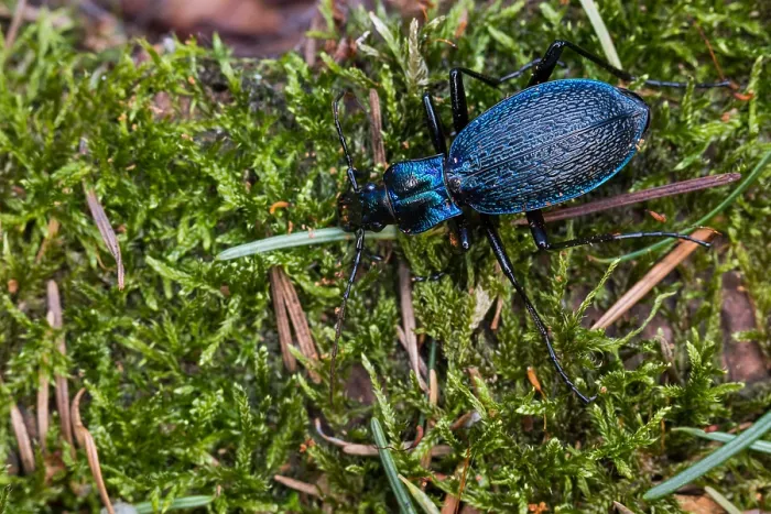 Gerahmter Druck : Makrobild eines Insekts in Deutschland. Gerahmter Druck : Makrobild eines Insekts in Deutschland.